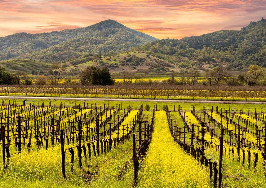 Napa Valley, California